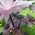 Ricinus sanguineus 'New Zealand' fleur